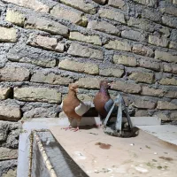 کفتر وارداتی آرشینگل نروماده