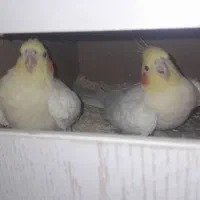 عروس پاریس سره تخم