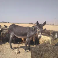 ماده خر گله|حیوانات مزرعه|فسا, |دیوار