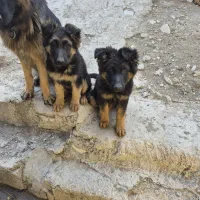 توله ۳ ماهه ماده