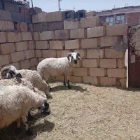 بره