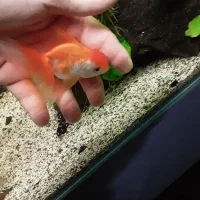 گلدفیش|ماهی|ری, حمزه‌آباد|دیوار