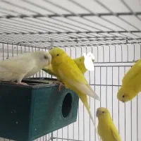 هلندی فروش|پرنده|بم, |دیوار