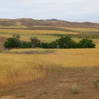 معاوضه5هکتار زمین کشاورزی سنددار زیرقیمت