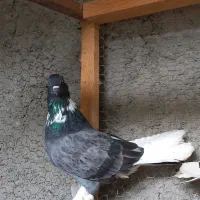 کفتر کبوتر پرشی