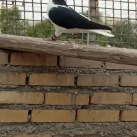 کفتر چپ سیاه