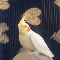 عروس هلندی|پرنده|اصفهان, عسگریه|دیوار