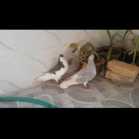 کفترنروماده ذاشت شهری|پرنده|فسا, |دیوار