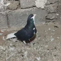 کفتر خوشرنگ|پرنده|اقبالیه, |دیوار