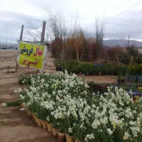 نهال پسته|خدمات باغبانی و درختکاری|تبریز, |دیوار