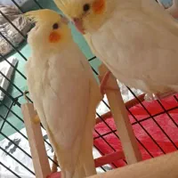پرنده