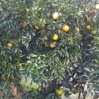 باغ مرکبات واقع در روستای اوشیان چابکسر