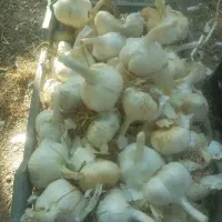 سیرتند  ارگانیگ همدان
