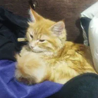 واگذاری گربه رایگان با وسایل