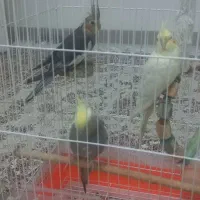 عروس هلندی|پرنده|تهران, والفجر (افسریه)|دیوار