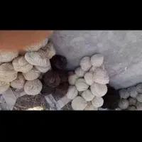 گلیم بافت|گلیم، جاجیم، گبه|شیراز, شاهچراغ|دیوار