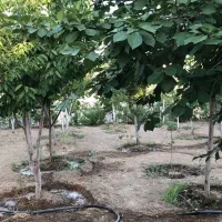 فروش باغ ویلا|فروش خانه و ویلا|بومهن, |دیوار