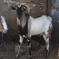 فروش نری سومال|حیوانات مزرعه|رویدر, |دیوار