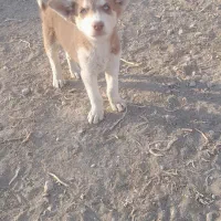 توله هاسکی چشم یخی