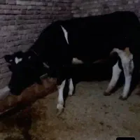 گوساله ماده هلشتاین