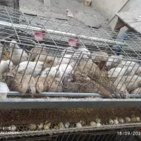 بلدرچین بالغ تخم گذار، نر و ماده