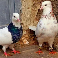 کبوتر طوقی کله سینه دم سفید