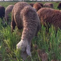 گوسفند|حیوانات مزرعه|چمستان, |دیوار