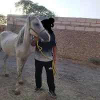مادیان سواری با کره 7ماه|اسب و تجهیزات اسبسواری|تهران, بلوار کشاورز|دیوار