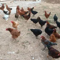 جوجه، مرغ، باریک، خروس