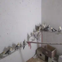 فروشی|پرنده|آذرشهر, |دیوار