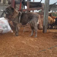 سگ ماده|سگ|رودبار, |دیوار