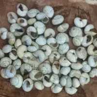 فروش حلزون