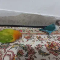 کوتوله فیشر