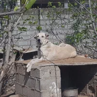 واگذاری ماده سرابی