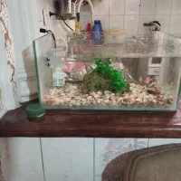 آکواریوم 500 معاوضه با کفتر