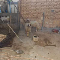 بره ماده سنجابی