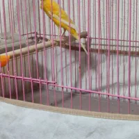 قناری سوپر ماده آماده