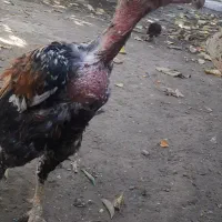 خروس لاری صابونی