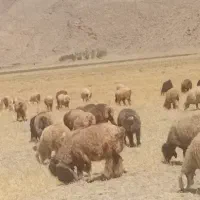 چوپان