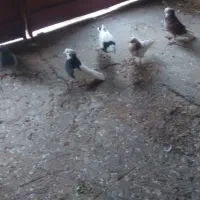 کبور طوقی|پرنده|ایوان, |دیوار