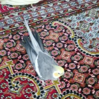 عروس هلندی پرنده|پرنده|همدان, |دیوار