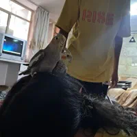 عروس هلندی معاوضه بافنچ