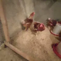 خروس نژاد سانپارس|حیوانات مزرعه|دهگلان, |دیوار