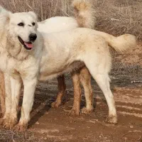 ماده گوسفندی