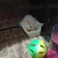 همستر سفید سالم