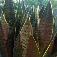 فروش گل|گل و گیاه طبیعی|رشت, پل تالشان|دیوار