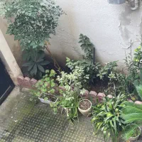 فروش گل و نهال میوه