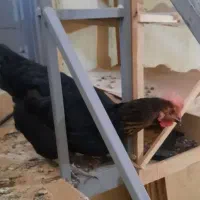 مرغ سیاه بلک|حیوانات مزرعه|تهران, والفجر (افسریه)|دیوار