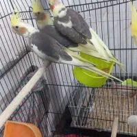 عروس هلندی