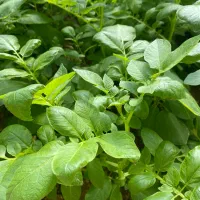 بذر سیب زمین